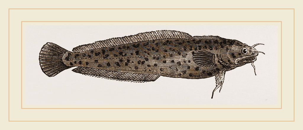 Detail of Three-bearded Rockling by Anonymous