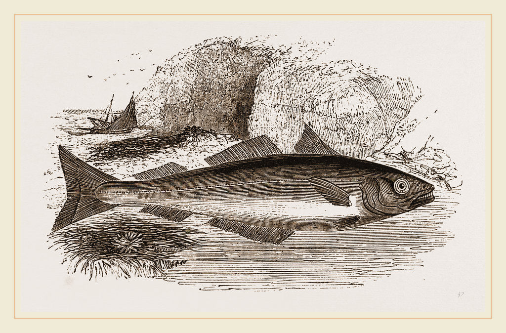 Detail of Coalfish by Anonymous