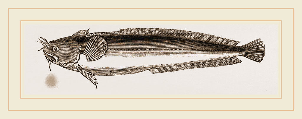 Detail of Five-bearded Rockling by Anonymous