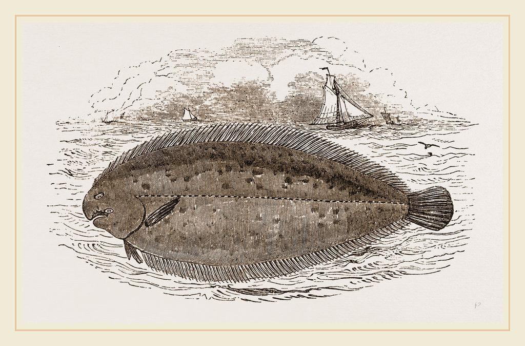 Detail of Sole by Anonymous