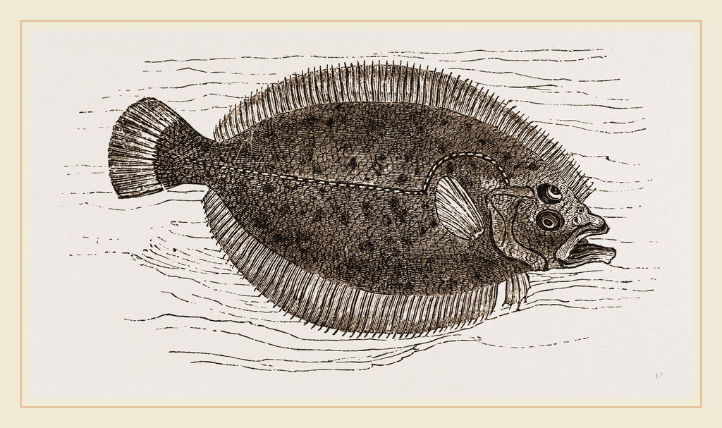 Detail of Brill by Anonymous