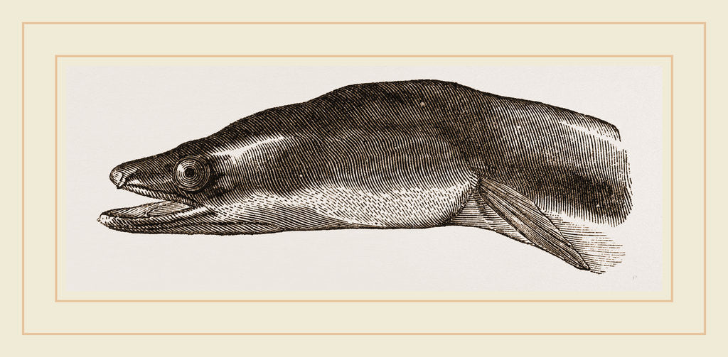 Detail of Head of Eel by Anonymous