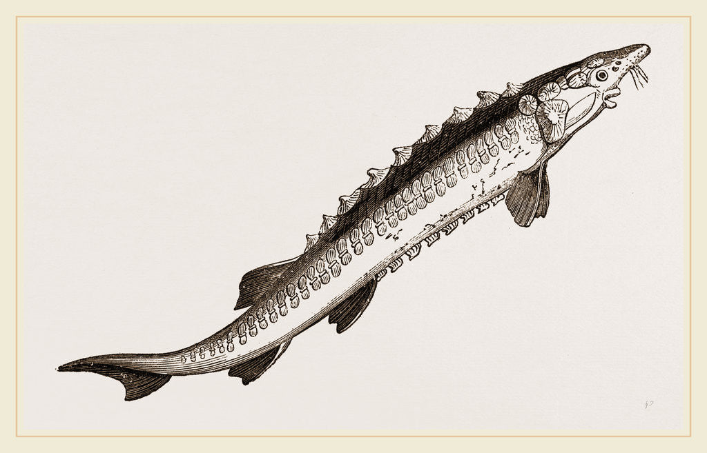 Detail of Beluga Sturgeon by Anonymous