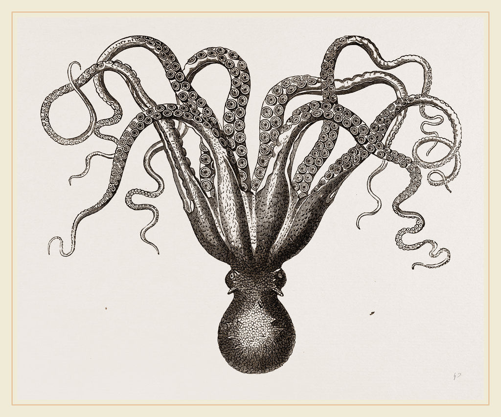 Detail of Common Cuttle-fish by Anonymous