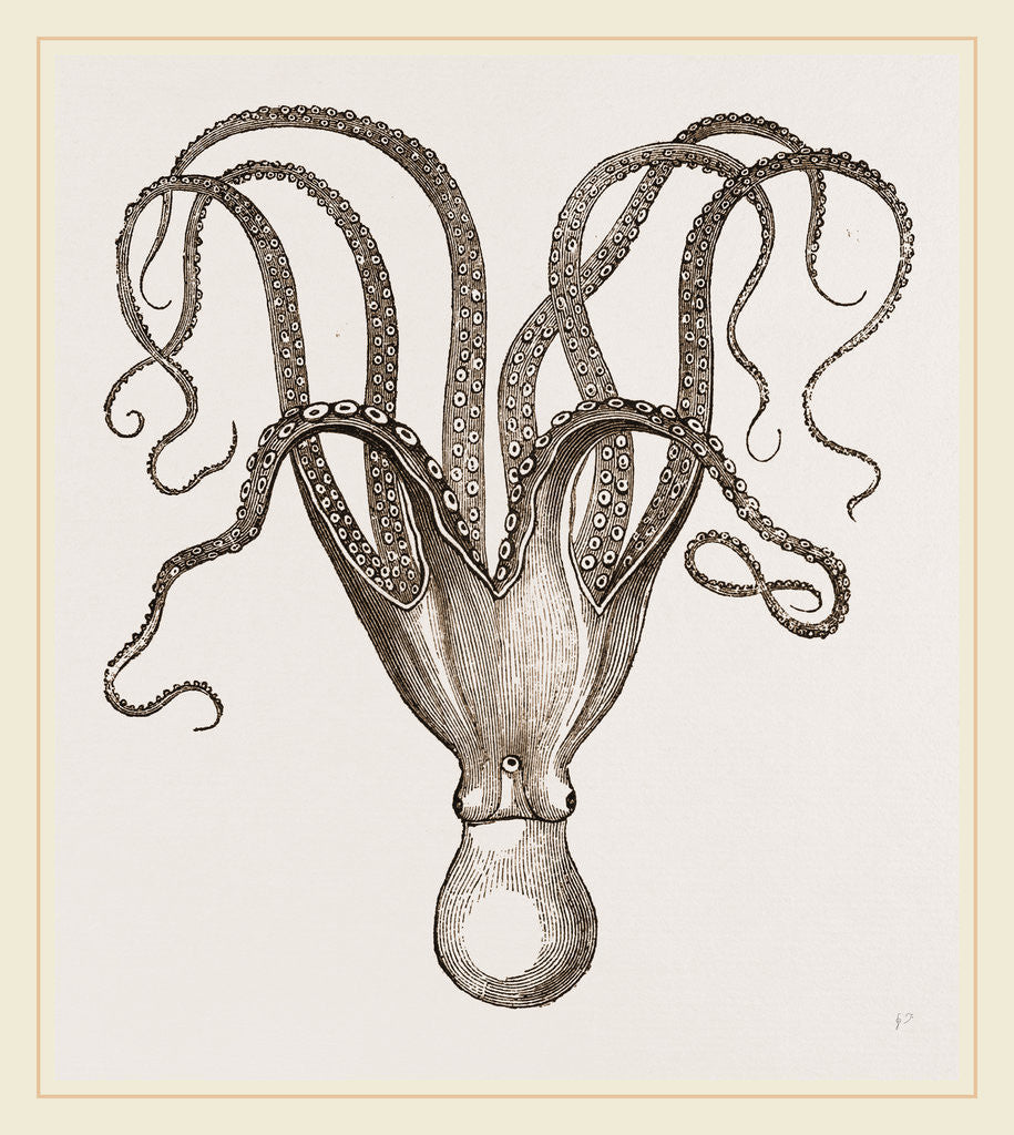 Detail of Cuttle-fish by Anonymous