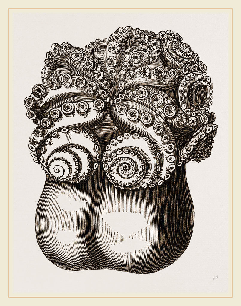 Detail of Ventricose Cuttle fish by Anonymous