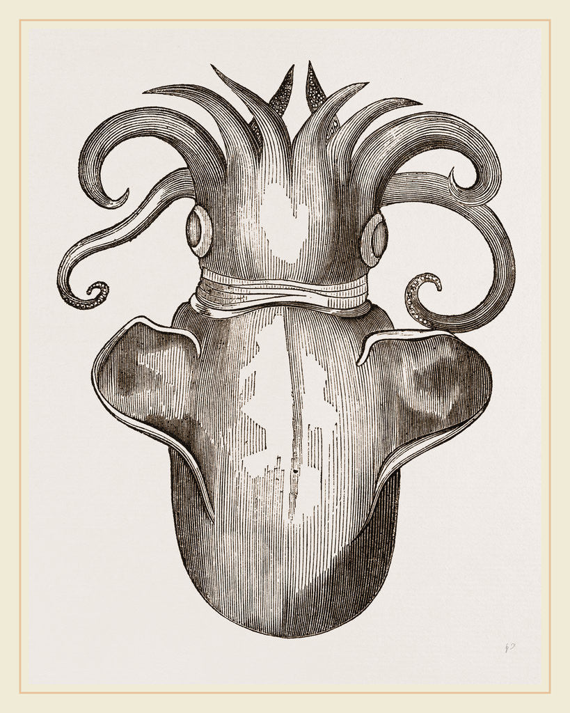 Detail of Arctic Rossia by Anonymous