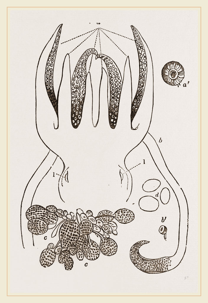 Detail of Head and Arms of Russia by Anonymous