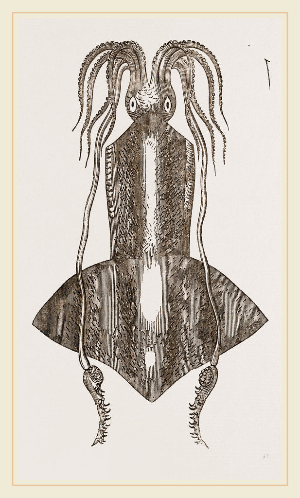 Detail of Banks's Onychoteuthis by Anonymous