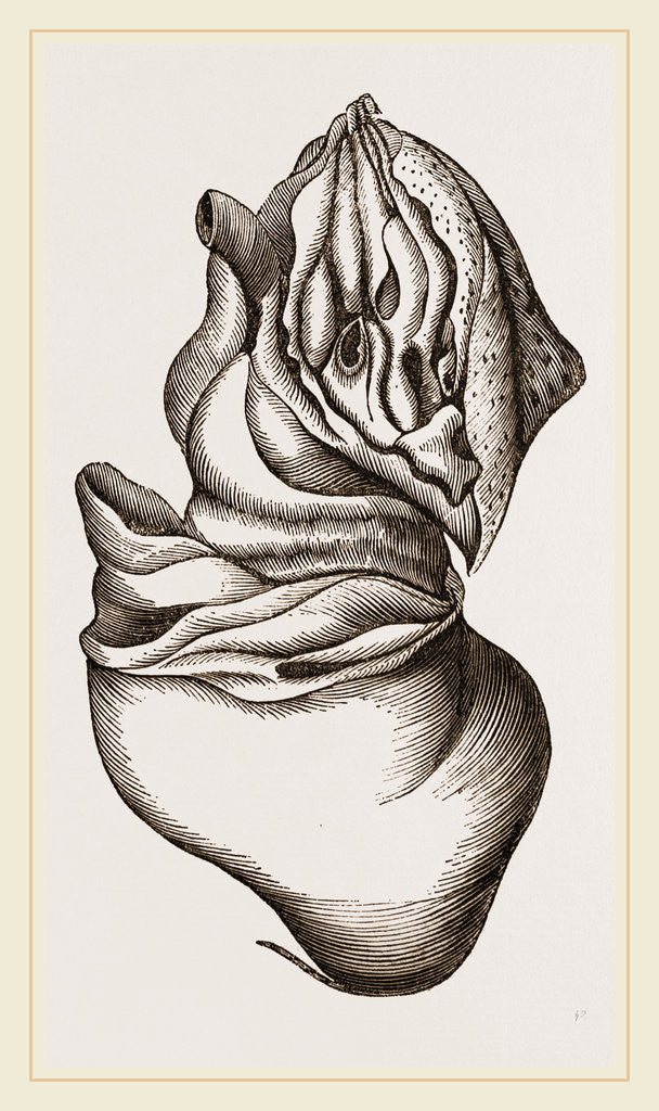 Detail of Nautilus from Rhumphius by Anonymous