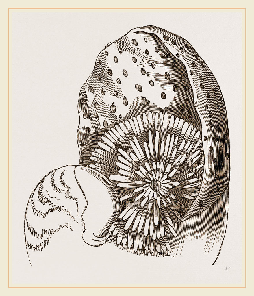 Detail of Nautilus from Denys de Montford by Anonymous