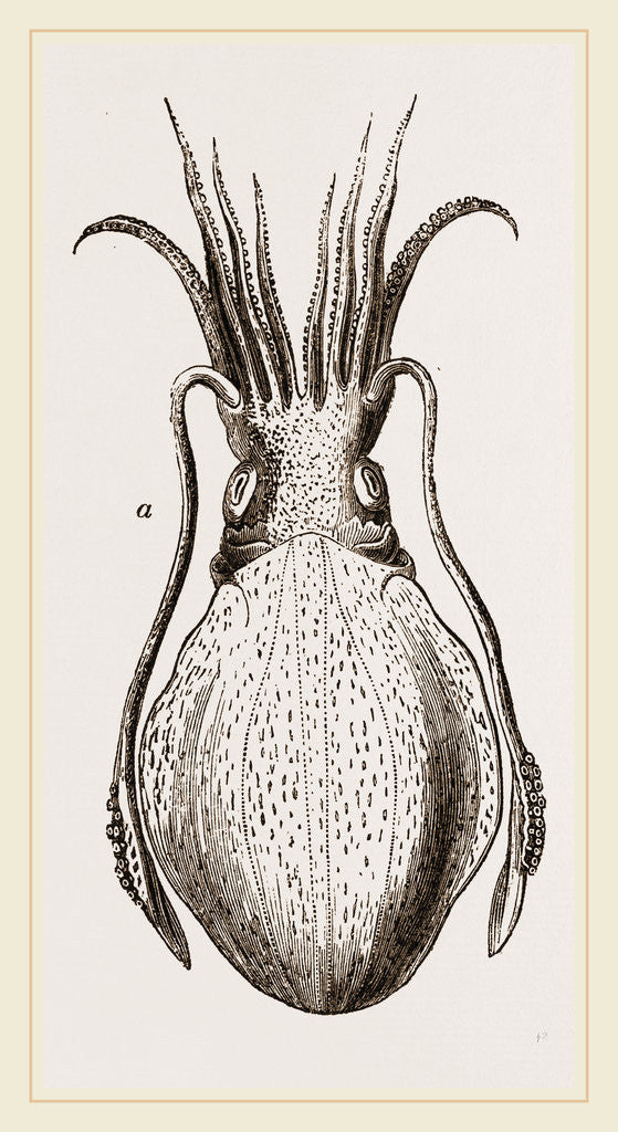 Detail of Officinal Cuttle-fish by Anonymous