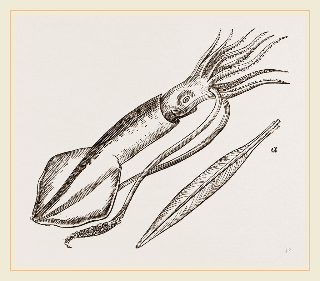 Detail of Common Calamary by Anonymous