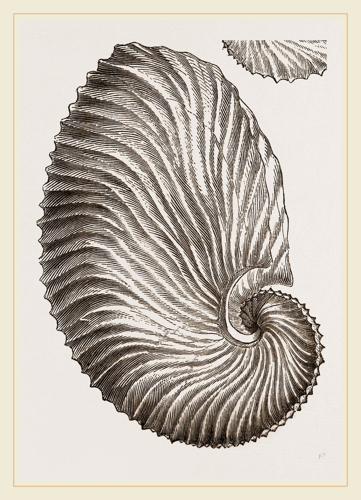 Detail of Shell of Argonaut by Anonymous