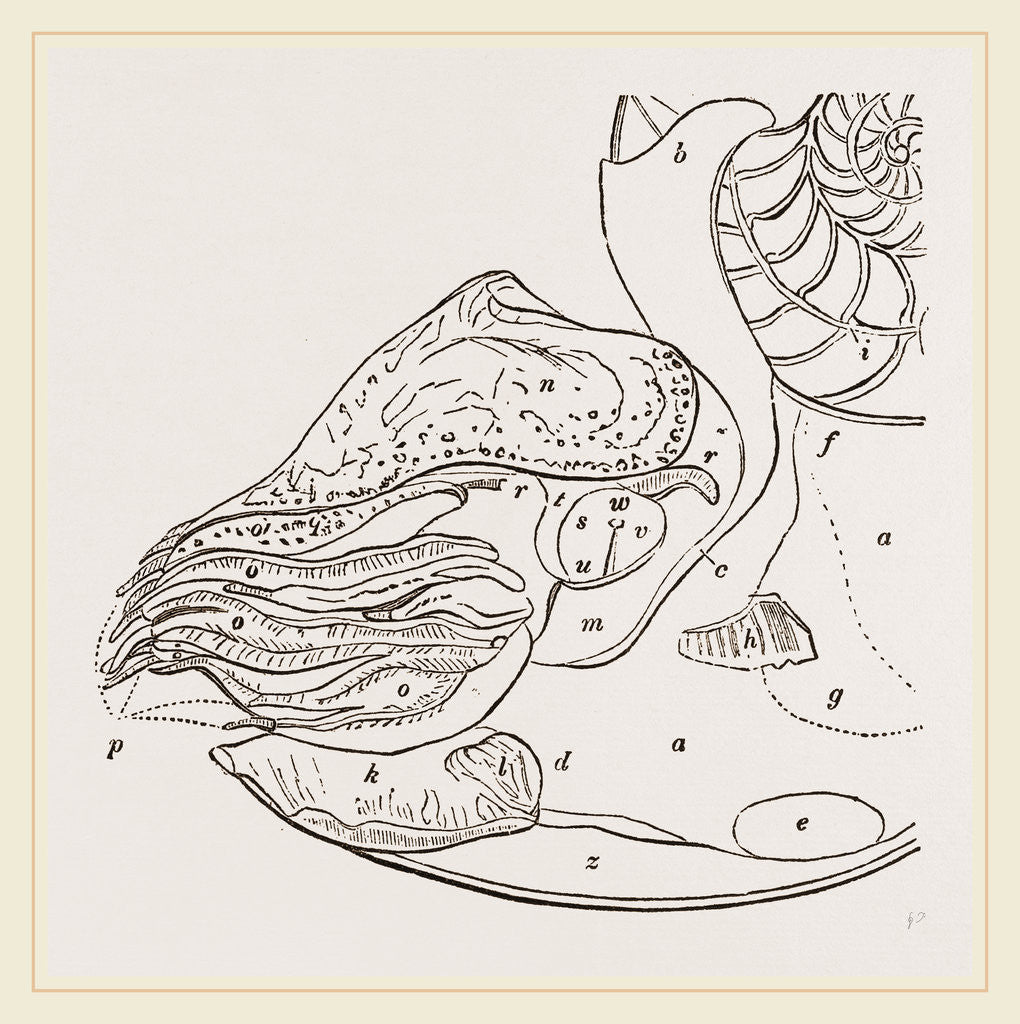 Detail of Structure of Nautilus by Anonymous