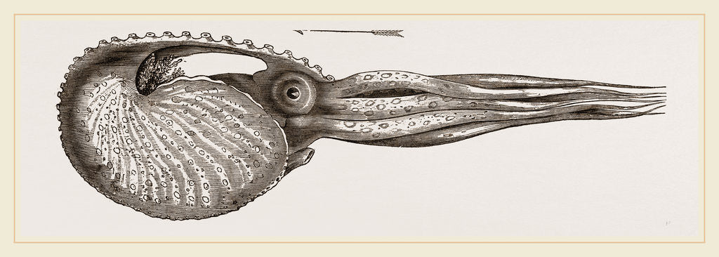 Detail of Argonaut swimming by Anonymous