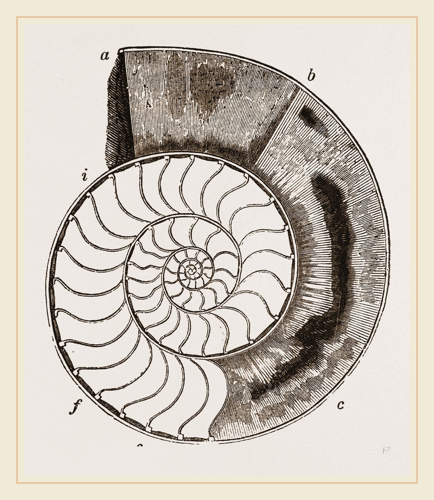Detail of Shell of Ammonite by Anonymous