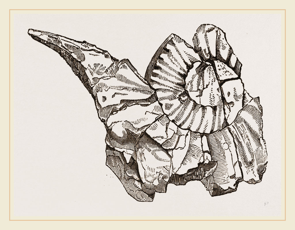Detail of Beaked Ammonite by Anonymous