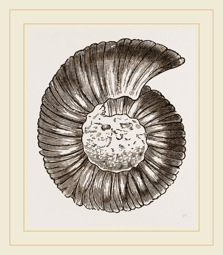Detail of Ammonite by Anonymous