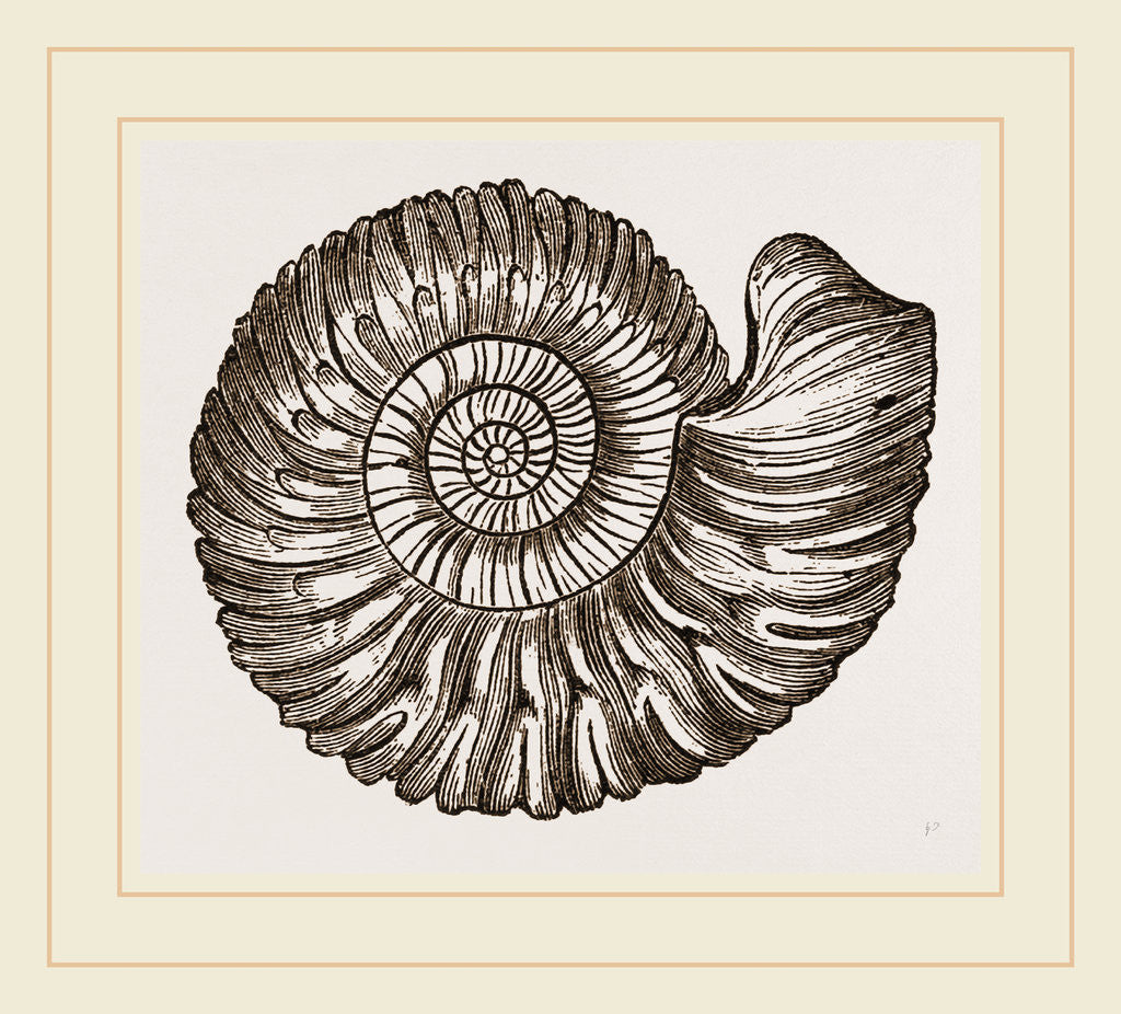 Detail of Ammonite Mouth perfect by Anonymous
