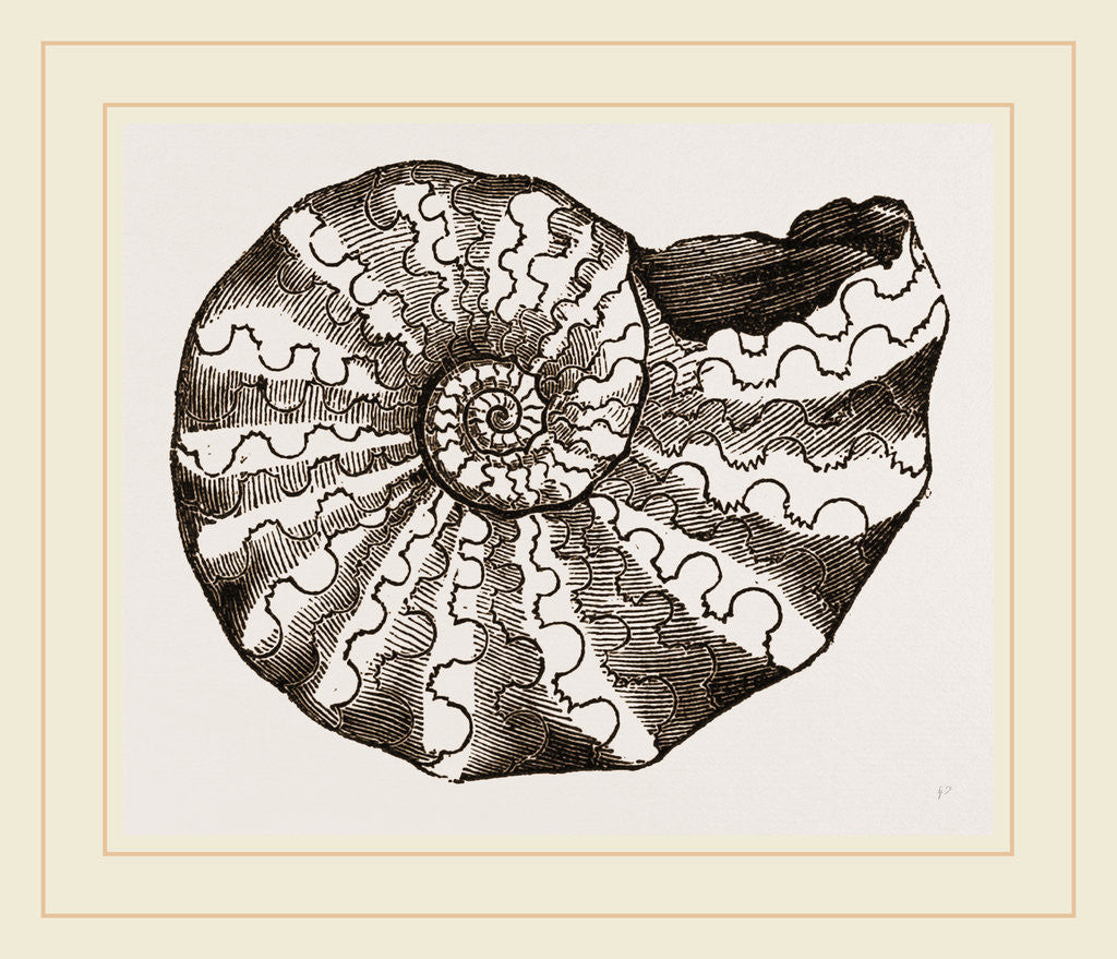 Detail of Ammonites nodosus by Anonymous