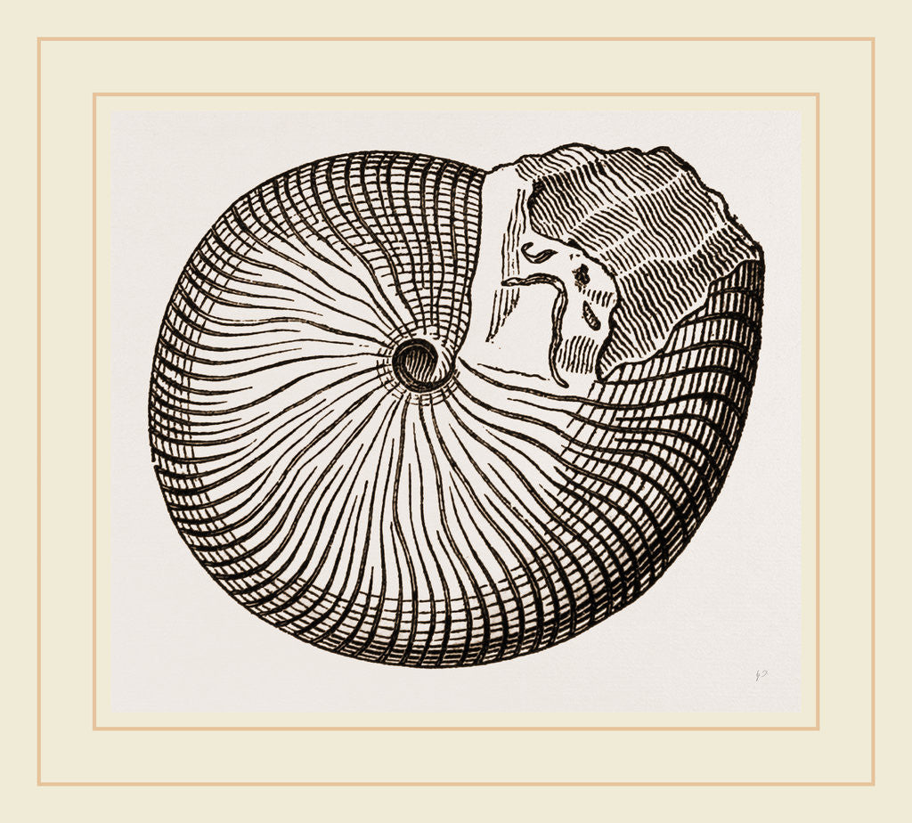 Detail of Truncate Goniatite by Anonymous