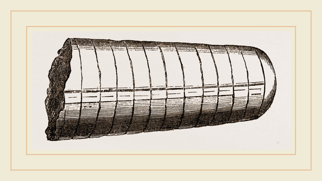 Detail of Orthoceras laterale by Anonymous