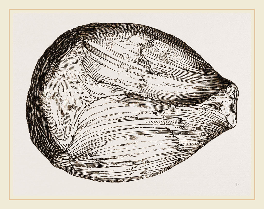 Detail of Phragmoceras ventricosum by Anonymous