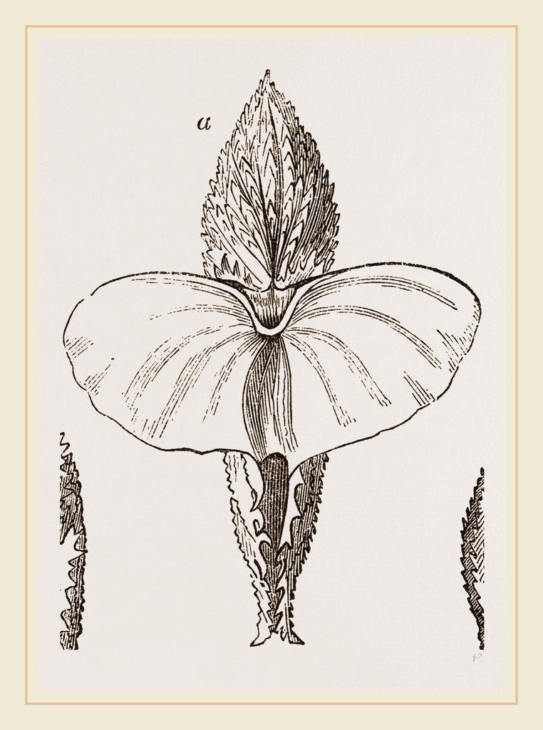 Detail of Cymbulia by Anonymous
