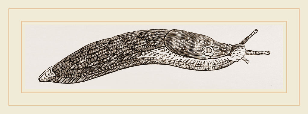 Detail of Red Slug by Anonymous