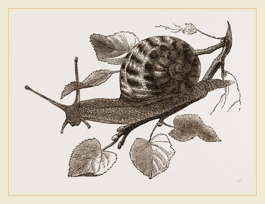 Detail of Large Garden Snail by Anonymous