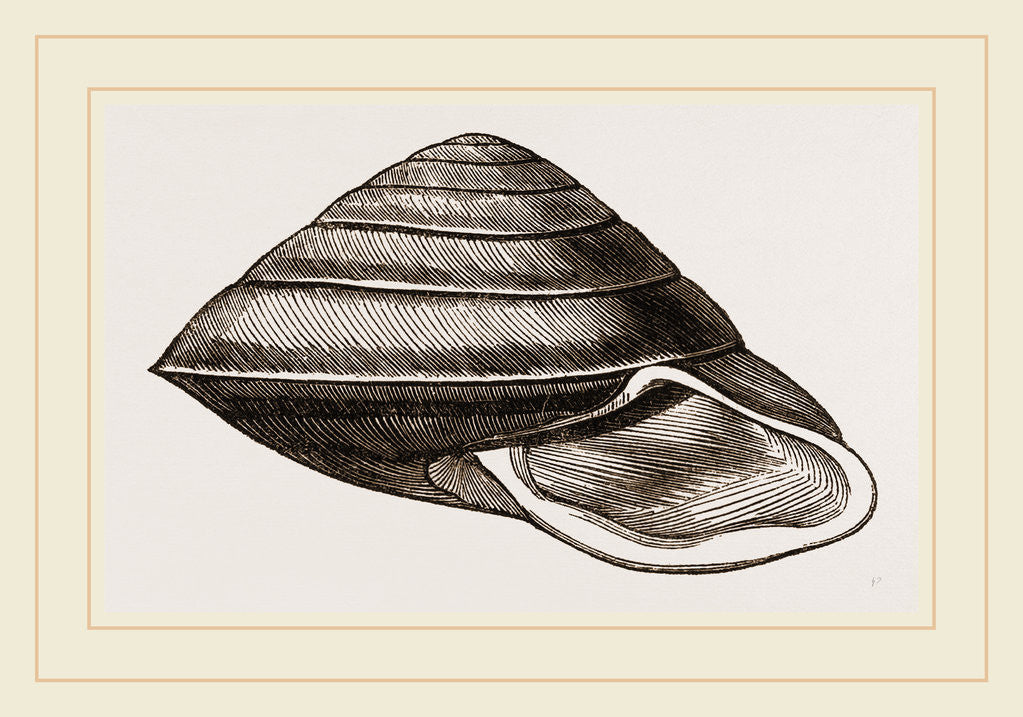 Detail of White-lipped Carocolla by Anonymous