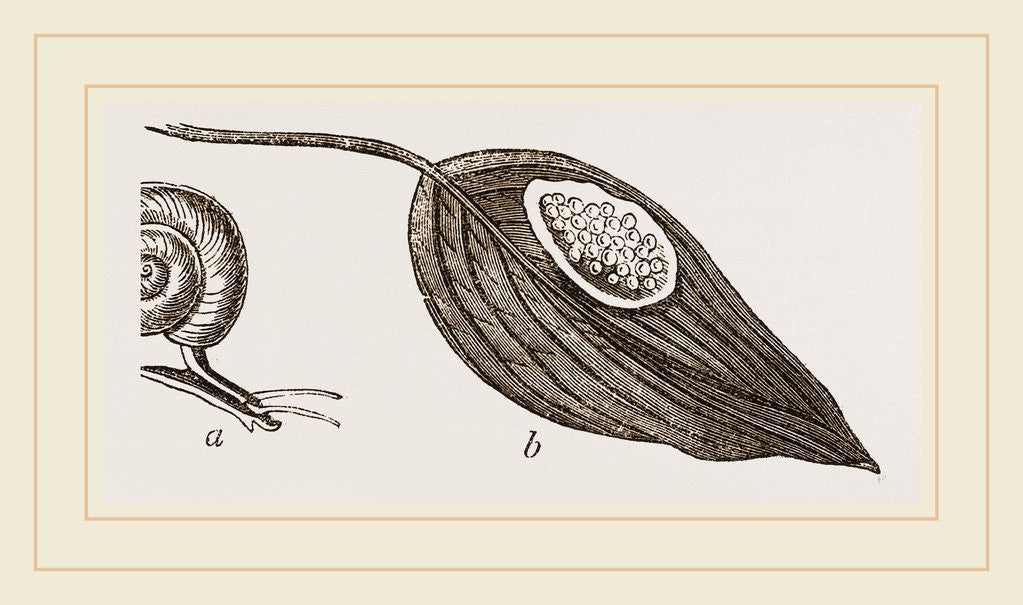 Detail of Keeled Planorbis by Anonymous