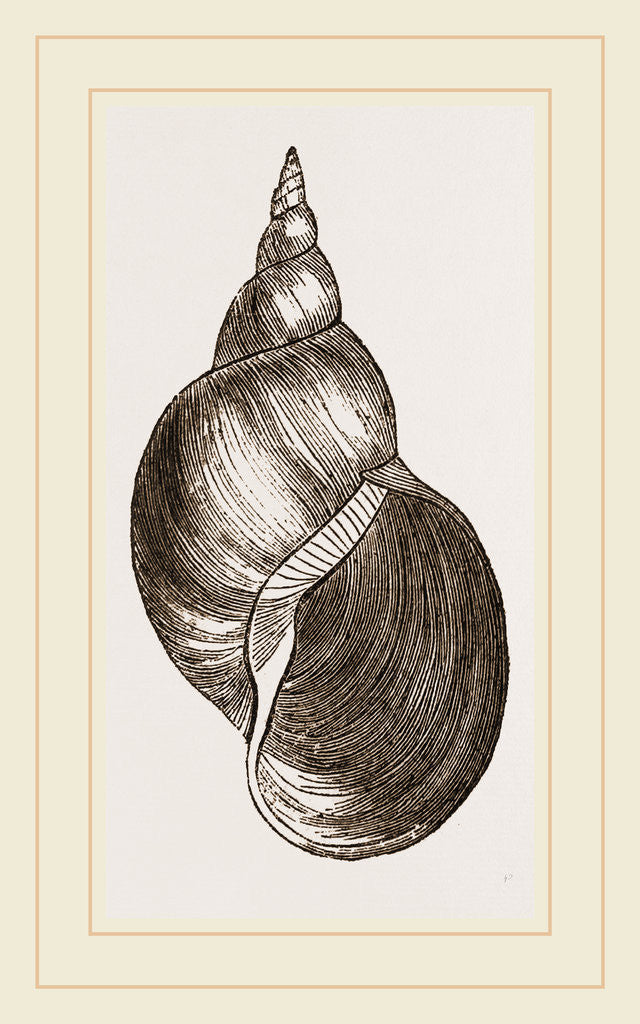 Detail of Common Limnaea by Anonymous