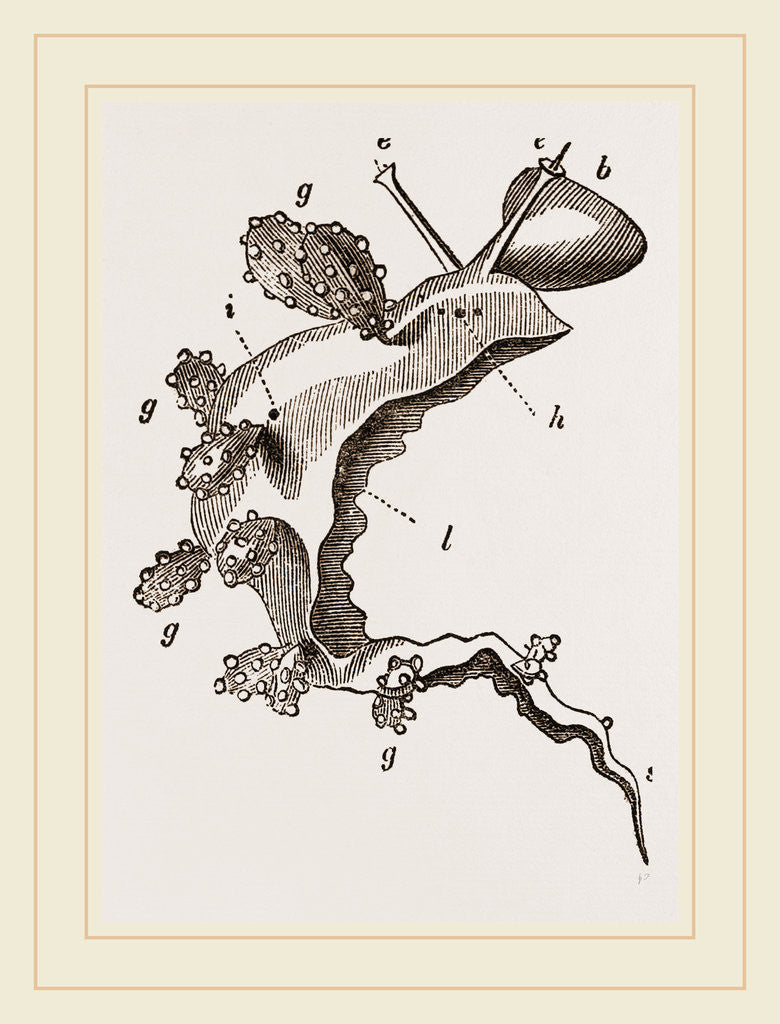 Detail of Roseate Melibe by Anonymous