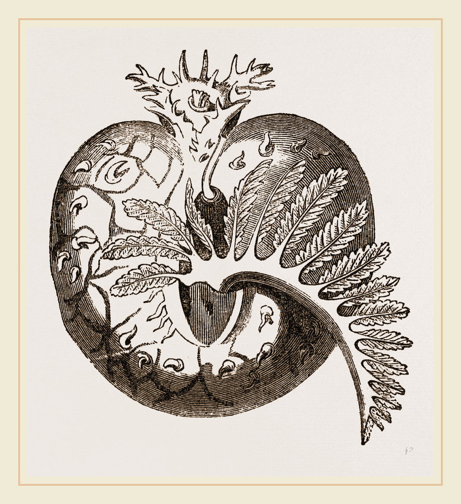 Detail of Leach's Bursatella by Anonymous