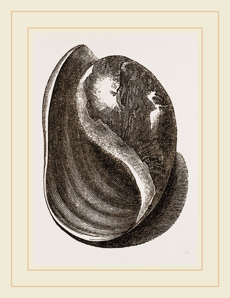 Detail of Globose Bulla by Anonymous
