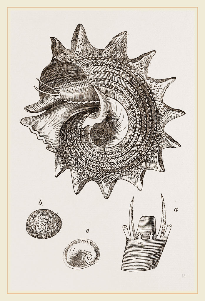 Detail of Imperial Trochus by Anonymous