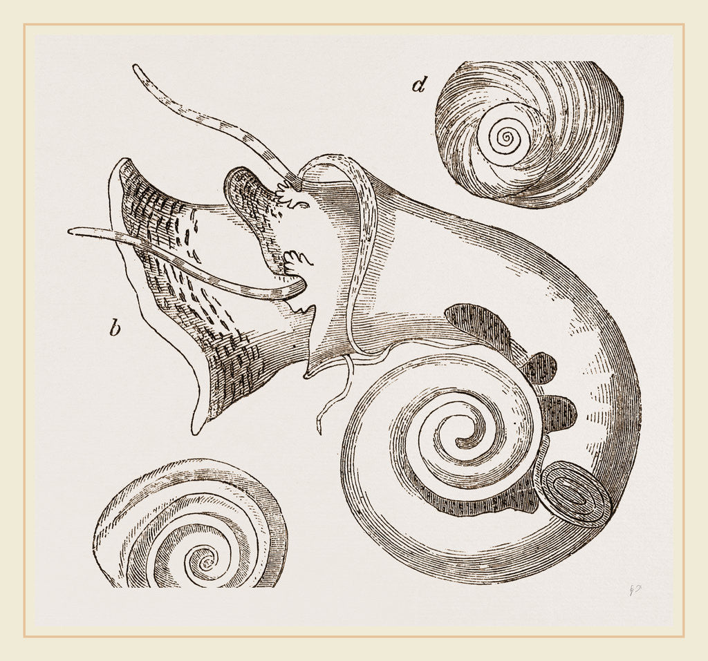 Detail of Twisted Turbo by Anonymous