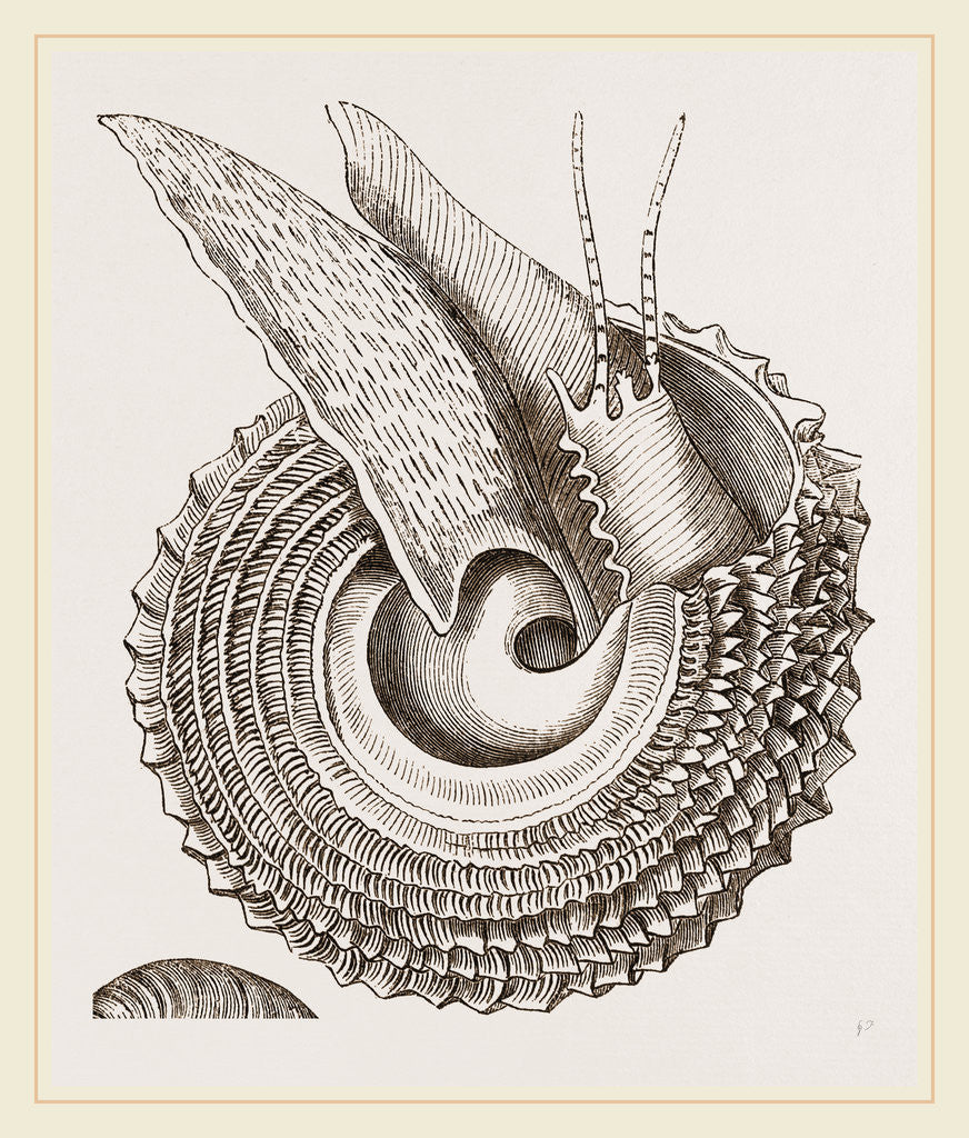 Detail of Cook's Turbo by Anonymous