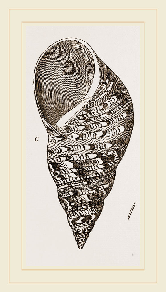 Detail of Bulimoid Phasianella by Anonymous