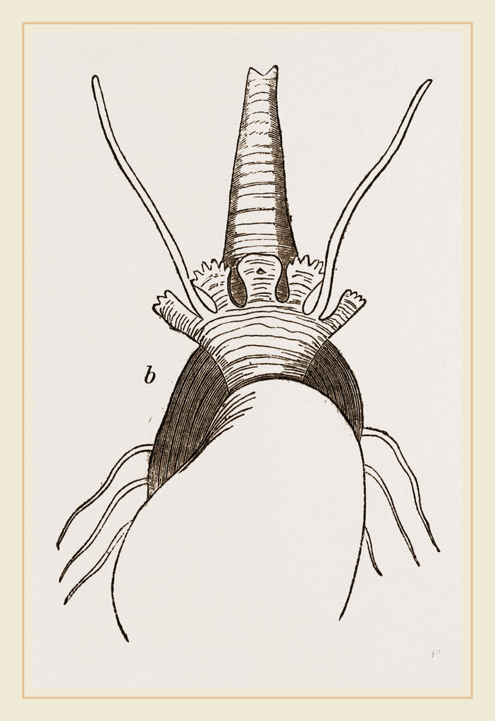 Detail of Bulimoid Phasianella by Anonymous
