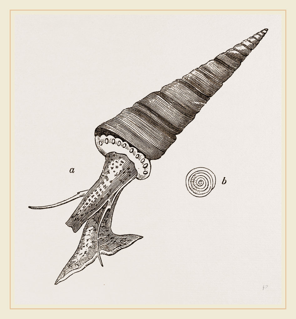 Detail of Roseate Turritella by Anonymous