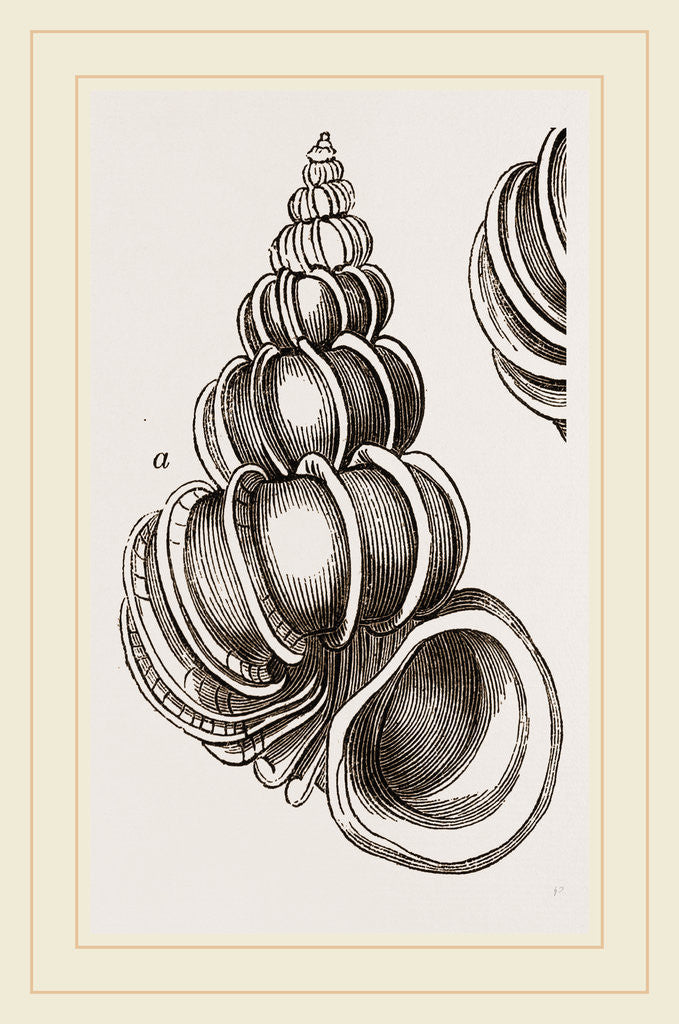 Detail of Royal Staircase Wentletrap by Anonymous