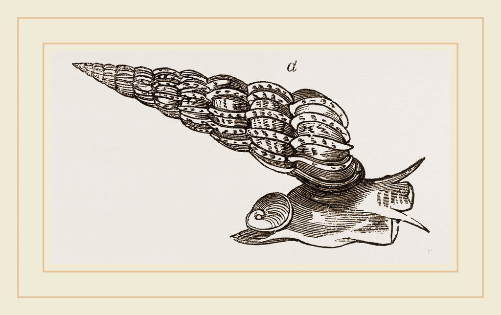 Detail of Common False Wentletrap by Anonymous