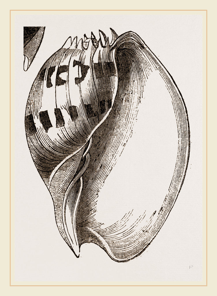 Detail of Shell of Melo by Anonymous
