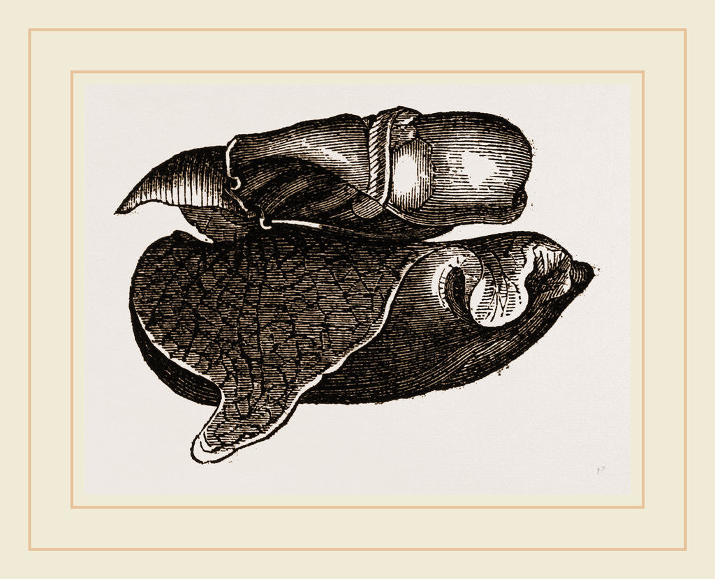 Detail of Melo Animal by Anonymous