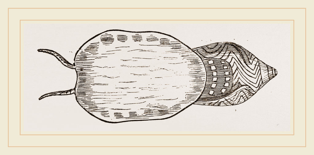 Detail of Undulated Volute expanded Foot by Anonymous
