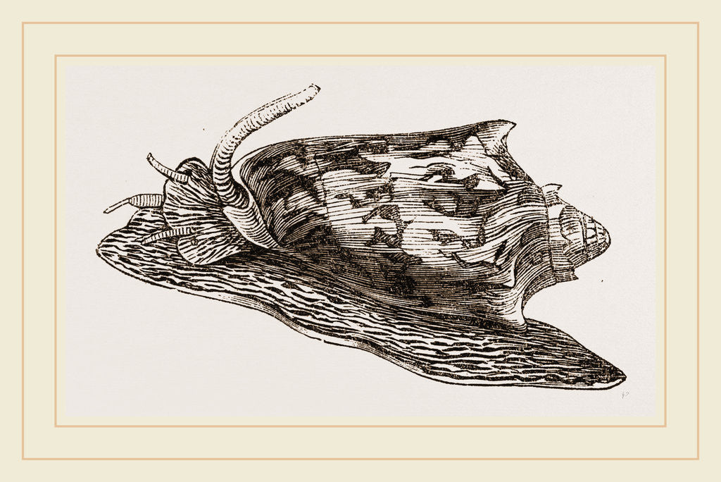 Detail of Bat Volute by Anonymous