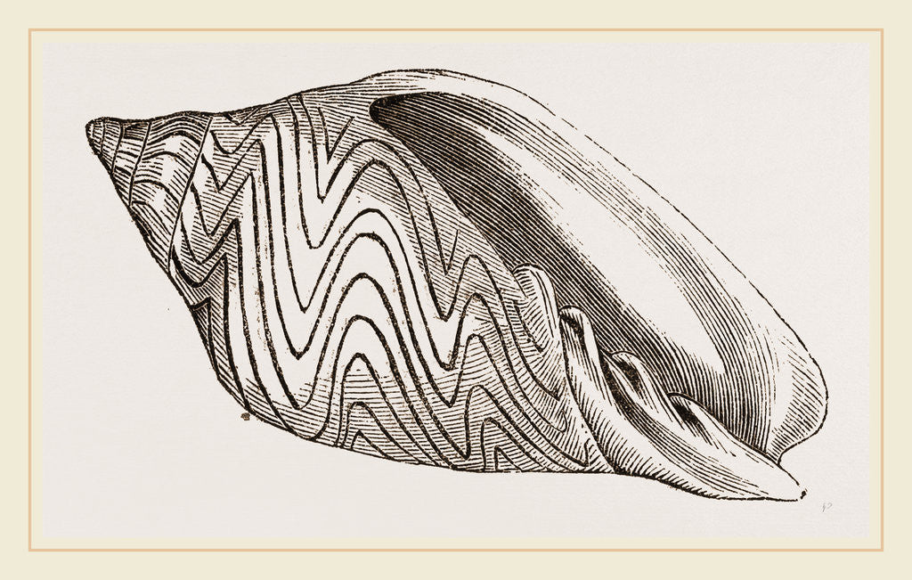 Detail of Shell of Undulated Volute by Anonymous
